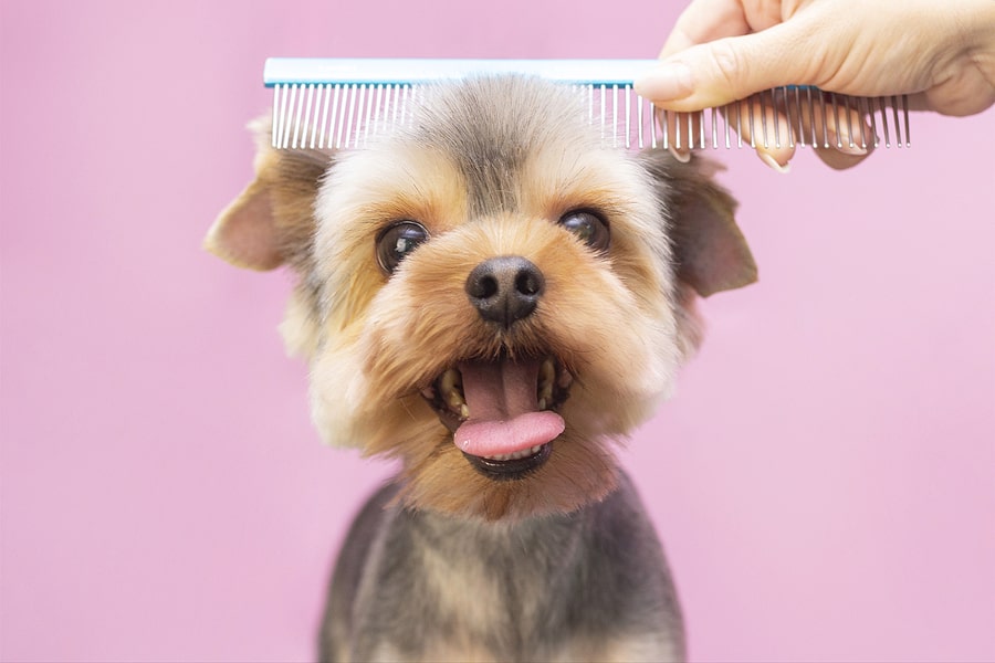Dog Grooming: A Guide to Keeping Your Furry Friend Clean and Healthy